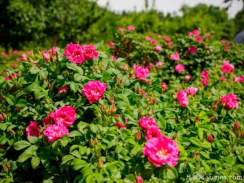 喀什月季市花文化和月季景观