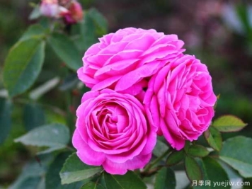 保定月季市花文化和月季景观