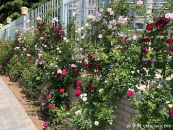 天水市花月季美丽开放，为城市景观增资添彩