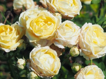 秋月月季的优缺点是什么？