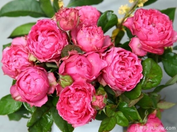 细波涟漪月季的优缺点是什么？