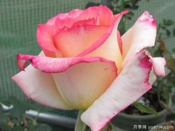 双色粉月季/绝代双骄月季