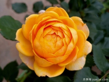 橙色月亮月季/橙月亮月季