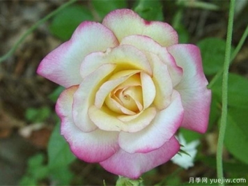 小步舞曲月季的优缺点是什么？