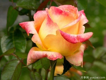 彩纸月季/康菲帝月季