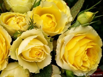 天秤座月季Rose Terrazza Libra