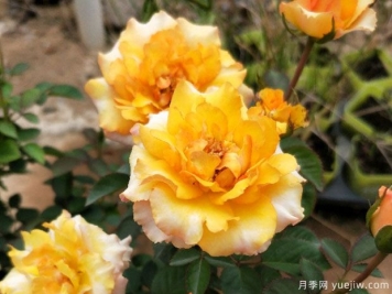 射手座月季Rose Terrazza Sagittarius