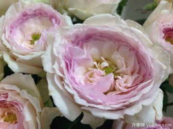 我的美人月季的优缺点是什么？