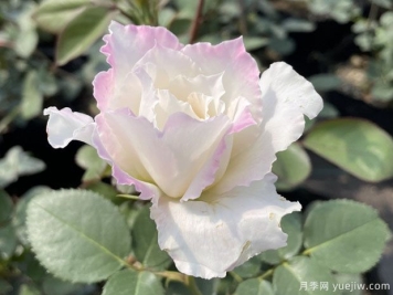 乐柏月季/勒布朗月季