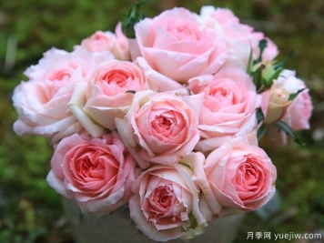 养上白桃妖精月季，超级勤花顶呱呱