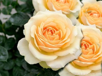 木星王阳台月季King Terrazza Jupiter