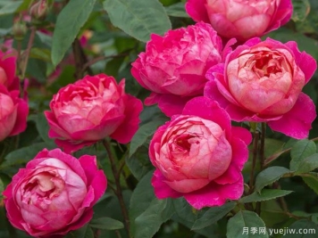 本杰明布里顿月季的优缺点是什么？