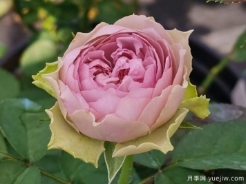 首饰盒月季/珠宝盒月季