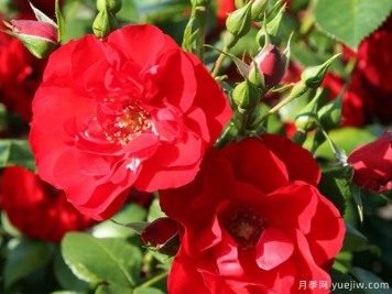 红辣椒月季
