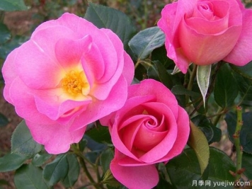 太平洋荣耀月季