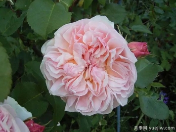 依芙琳月季的优缺点是什么？