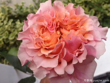 桃色梅拉月季/福克斯月季