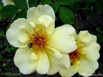 金色的春天月季/春之金奖月季