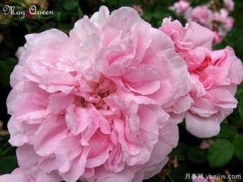 五月女王月季/五月皇后月季