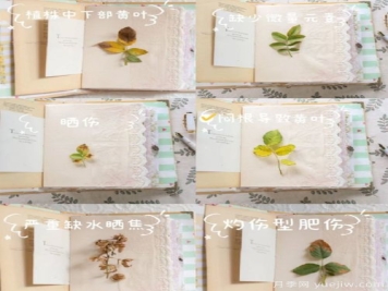 月季黄叶的六大原因和解决办法