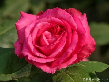 辽阳月季市花文化和月季景观