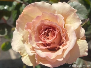 光之翼天使月季的优缺点是什么？