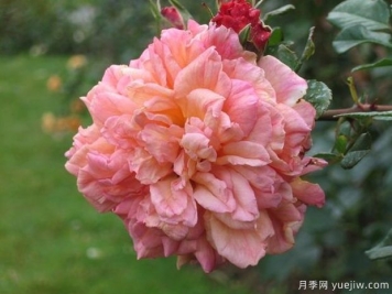 阿罗哈月季/爱慕月季