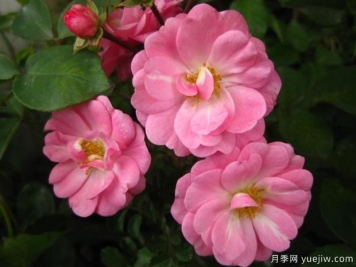 萨汀娜月季/雪云月季