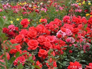 鹰潭月季市花文化和月季景观