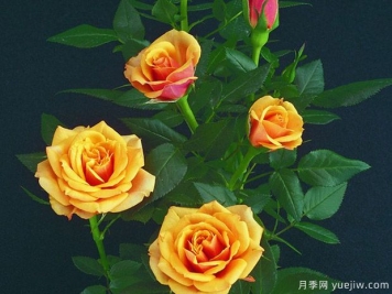 亚历山德拉柯德娜月季