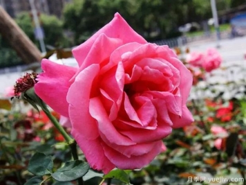 衡阳月季市花文化和月季景观