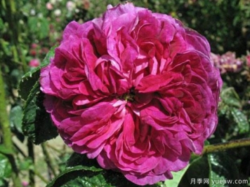 查尔斯磨坊月季/查尔斯米尔斯月季