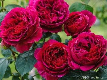 福斯塔夫月季的优缺点是什么？