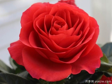 无限国王月季/无限之王