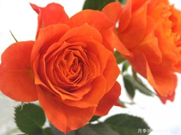 永远的帕尔马月季