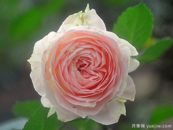 永远的富士山月季