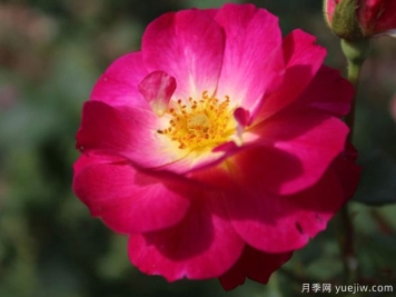 至高无上月季的优缺点是什么？