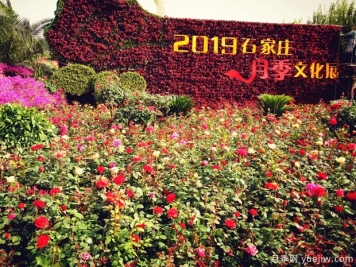 石家庄月季市花文化和月季景观