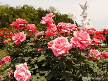 湘潭月季应用和月季景观