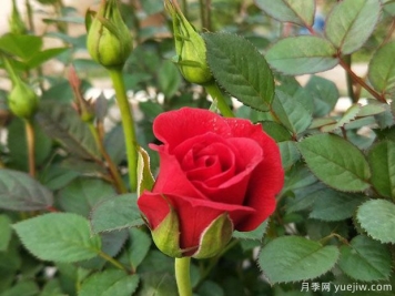 红色钻石月季/红钻月季