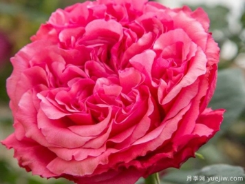 玫昂胭脂月季/奥黛丽弗洛特月季