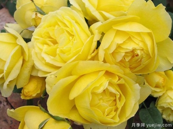 纪念马塞尔普鲁斯特月季/忆普鲁斯特月季