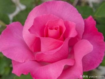 麦卡尼之花月季The McCartney