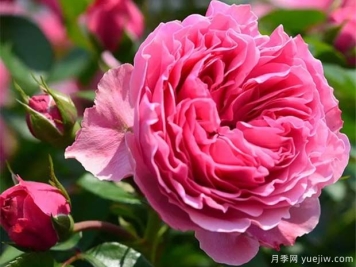 月季怎样换盆？月季花换盆办法