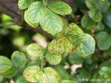 月季叶子发黄的原因和养护处理办法