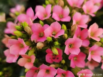 长寿花冬天怎么养护？解决冻伤不开花消苞的办法