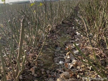 冬季如何修剪月季花，春天才能繁花盛开