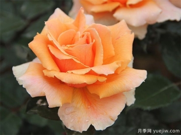 常见用于阳台的花卉种类有哪些？