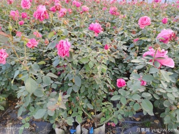 现代月季的自洁性和花后修剪重复开花