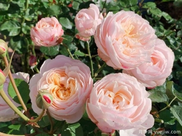 巴黎月光月季，颜值与香味并存的网红